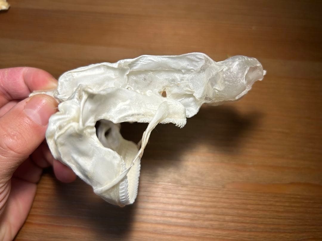 ユメザメの頭骨標本(サメ骨格)