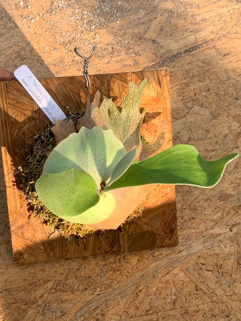 ビカクシダ　ハクナマタタ　 'Hakuna Matata' Vandaka