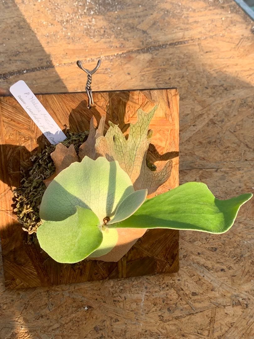 ビカクシダ　ハクナマタタ　 'Hakuna Matata' Vandaka