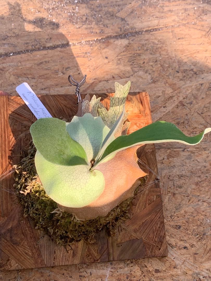 ビカクシダ　ハクナマタタ　 'Hakuna Matata' Vandaka