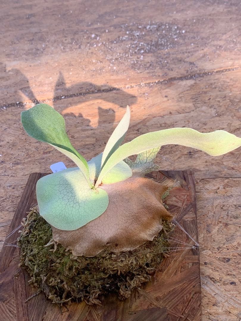 ビカクシダ　ハクナマタタ　 'Hakuna Matata' Vandaka