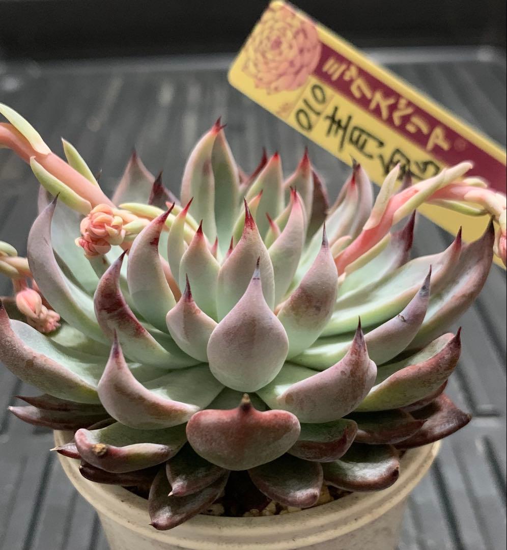 青鬼　札付き　花芽4本あり　熟株　爪　希少　ミックスベリア　おらいさん