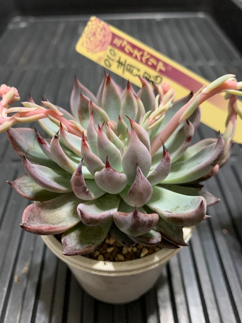 青鬼　札付き　花芽4本あり　熟株　爪　希少　ミックスベリア　おらいさん