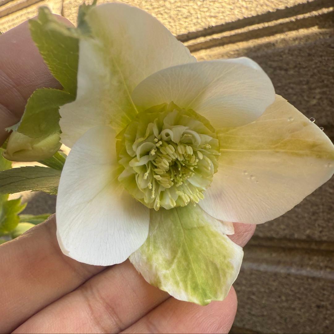 【未株分】若泉ファーム クリスマスローズ セミダブル