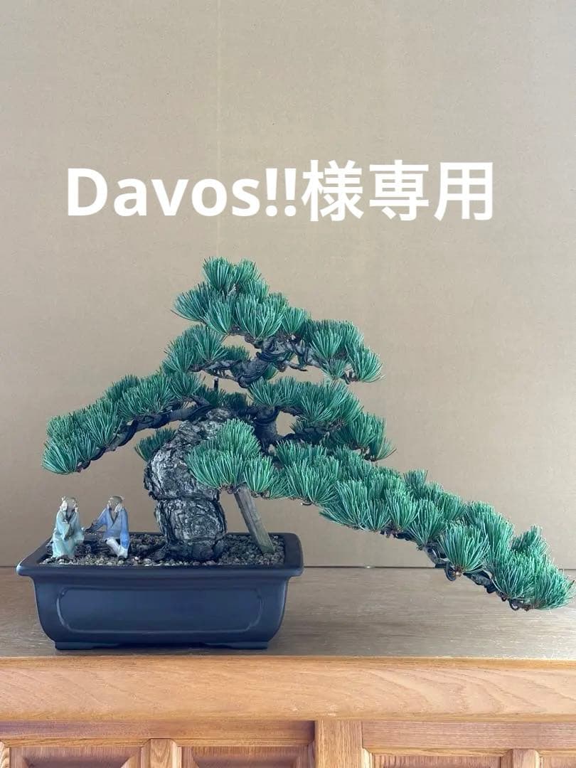 盆栽 銀八房五葉松 極太 貴風サイズ