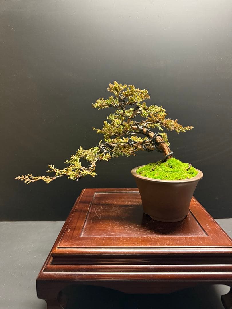 み*ん様 年末オークション　真柏盆栽no.2 吹き流し舎利葉性良苔