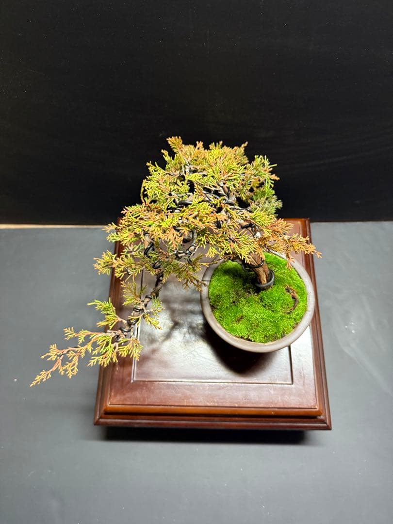 み*ん様 年末オークション　真柏盆栽no.2 吹き流し舎利葉性良苔