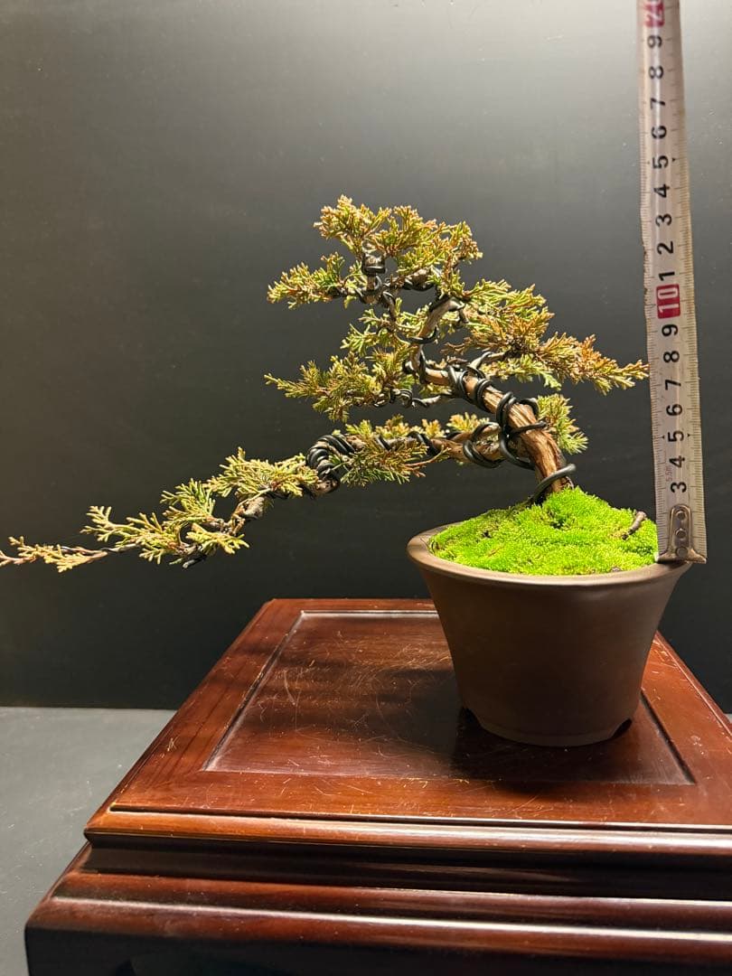 み*ん様 年末オークション　真柏盆栽no.2 吹き流し舎利葉性良苔