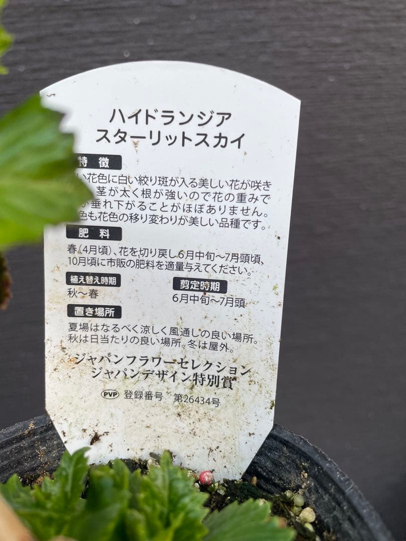 【花苗】ハイドランジア スターリットスカイ タグ付き正規品 紫陽花 あじさい