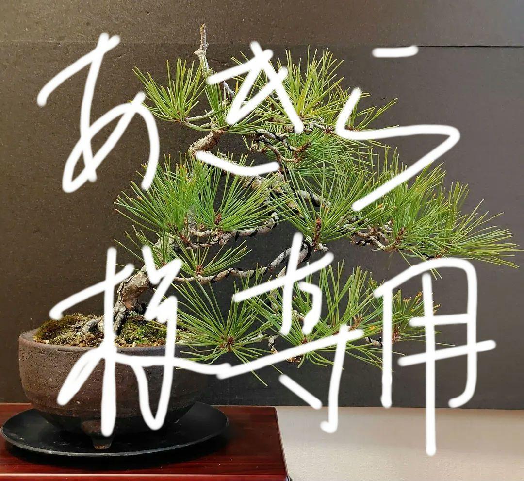 赤松盆栽！