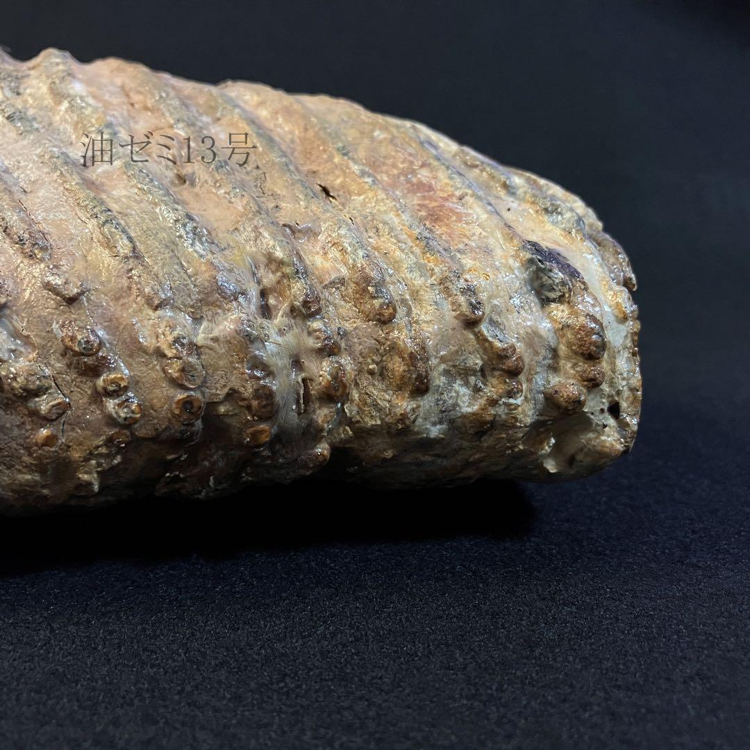 ケナガマンモス　臼歯　化石