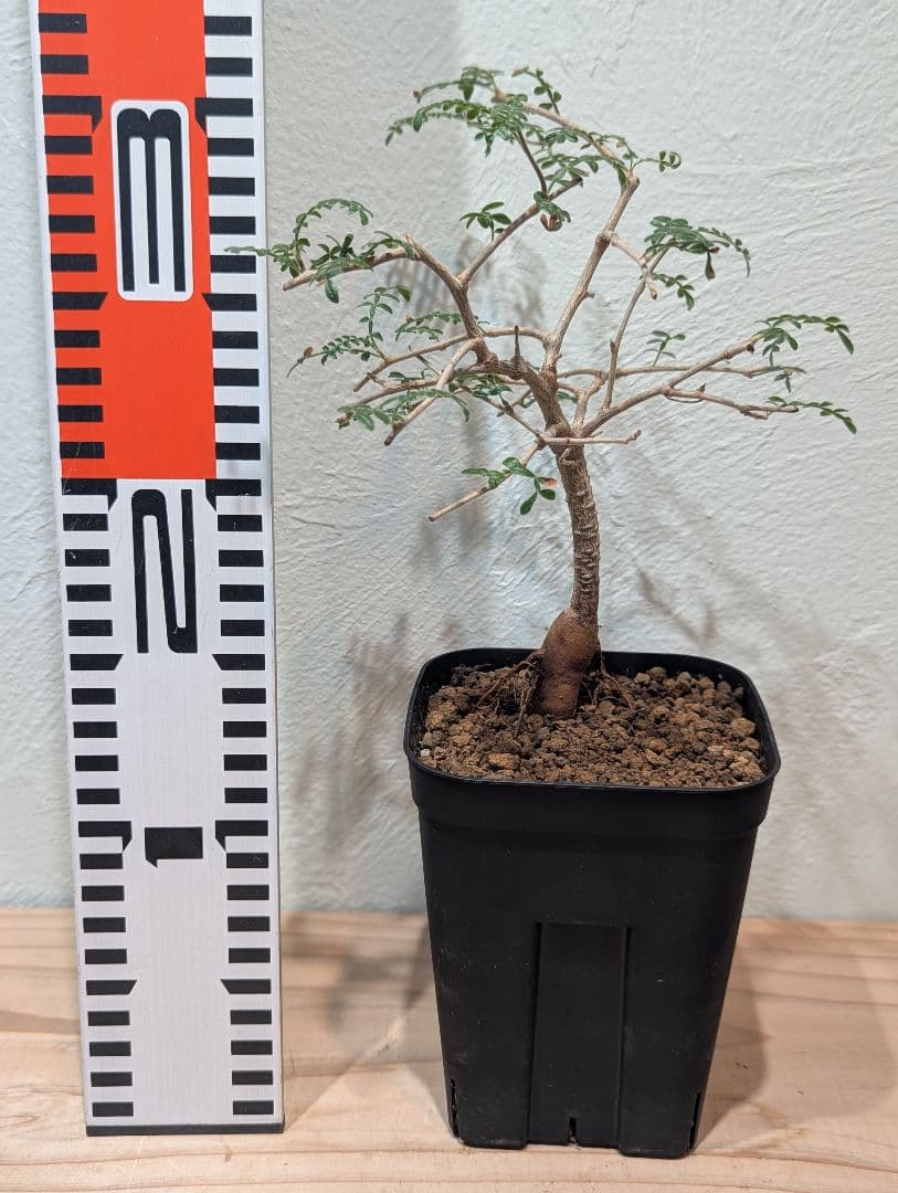 オペルクリカリア・ヒファエノイデス② 4号鉢