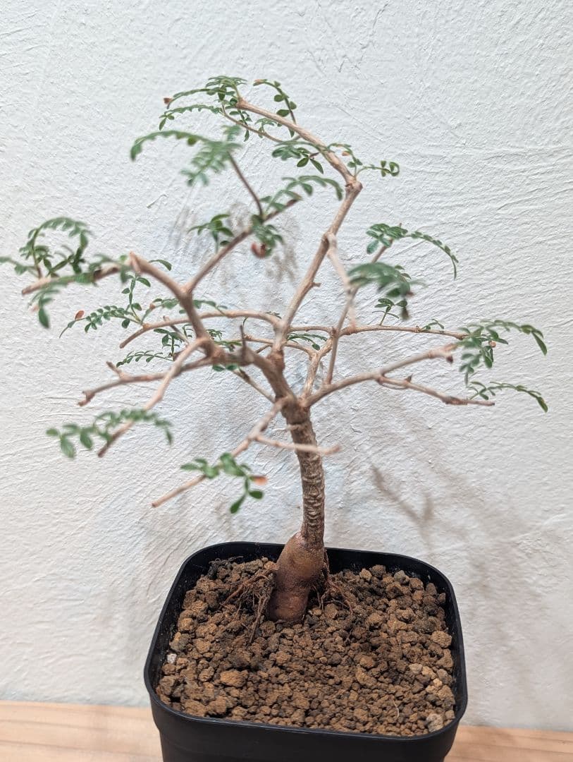 オペルクリカリア・ヒファエノイデス② 4号鉢