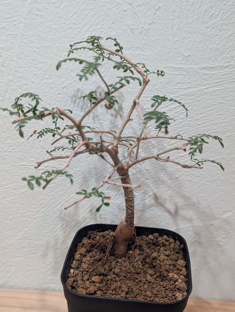 オペルクリカリア・ヒファエノイデス② 4号鉢