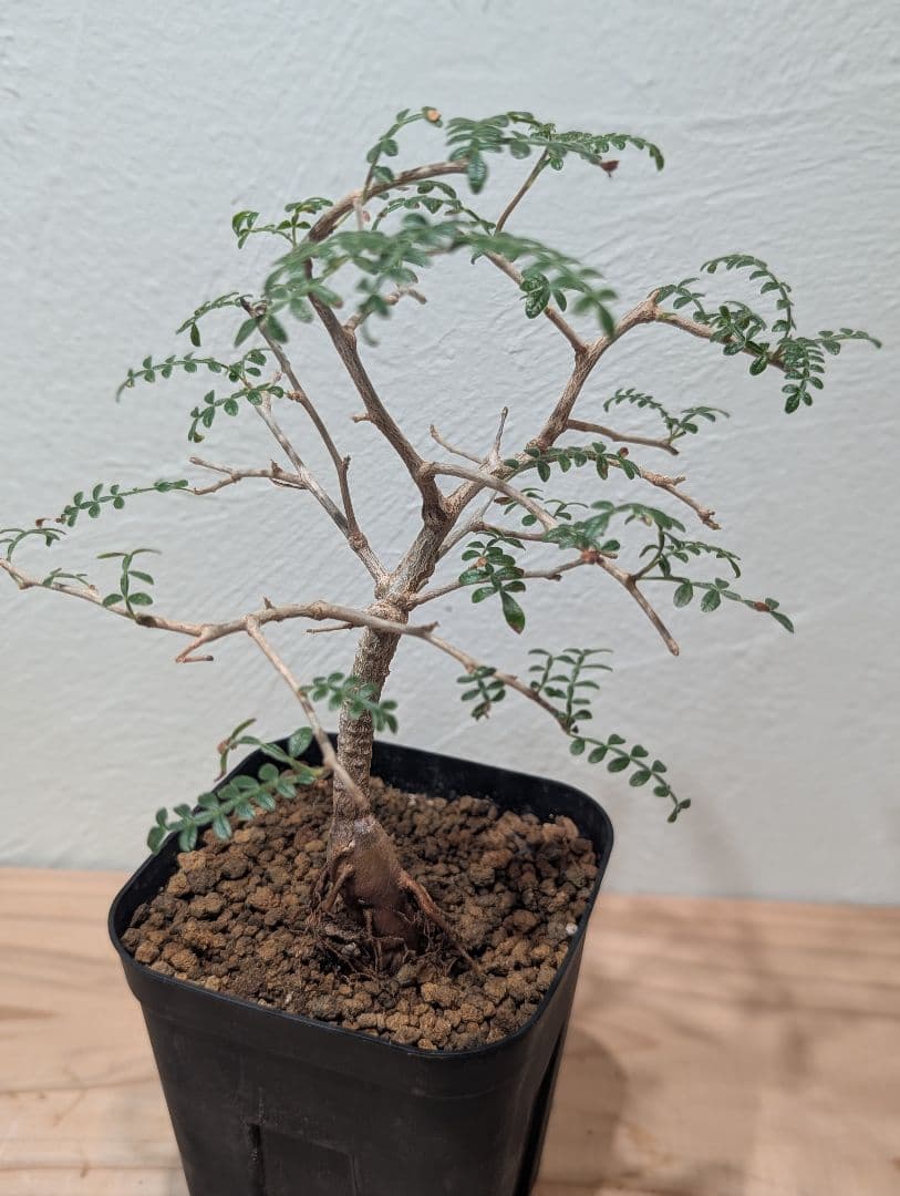 オペルクリカリア・ヒファエノイデス② 4号鉢