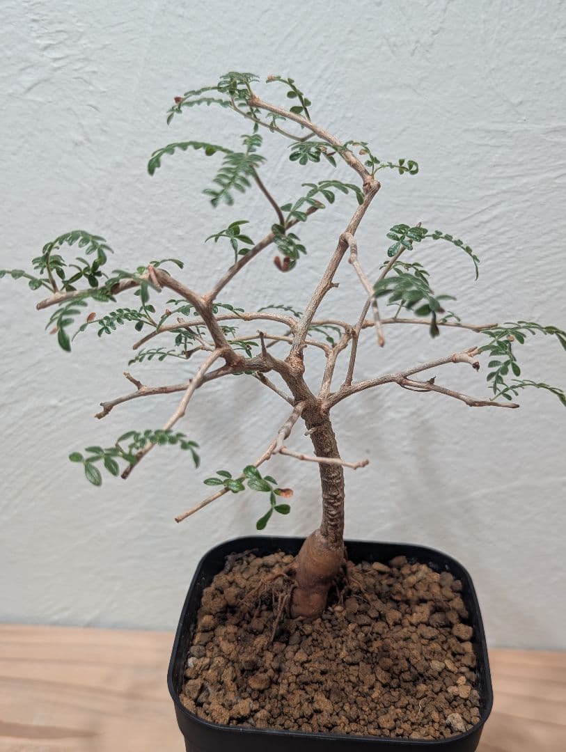 オペルクリカリア・ヒファエノイデス② 4号鉢