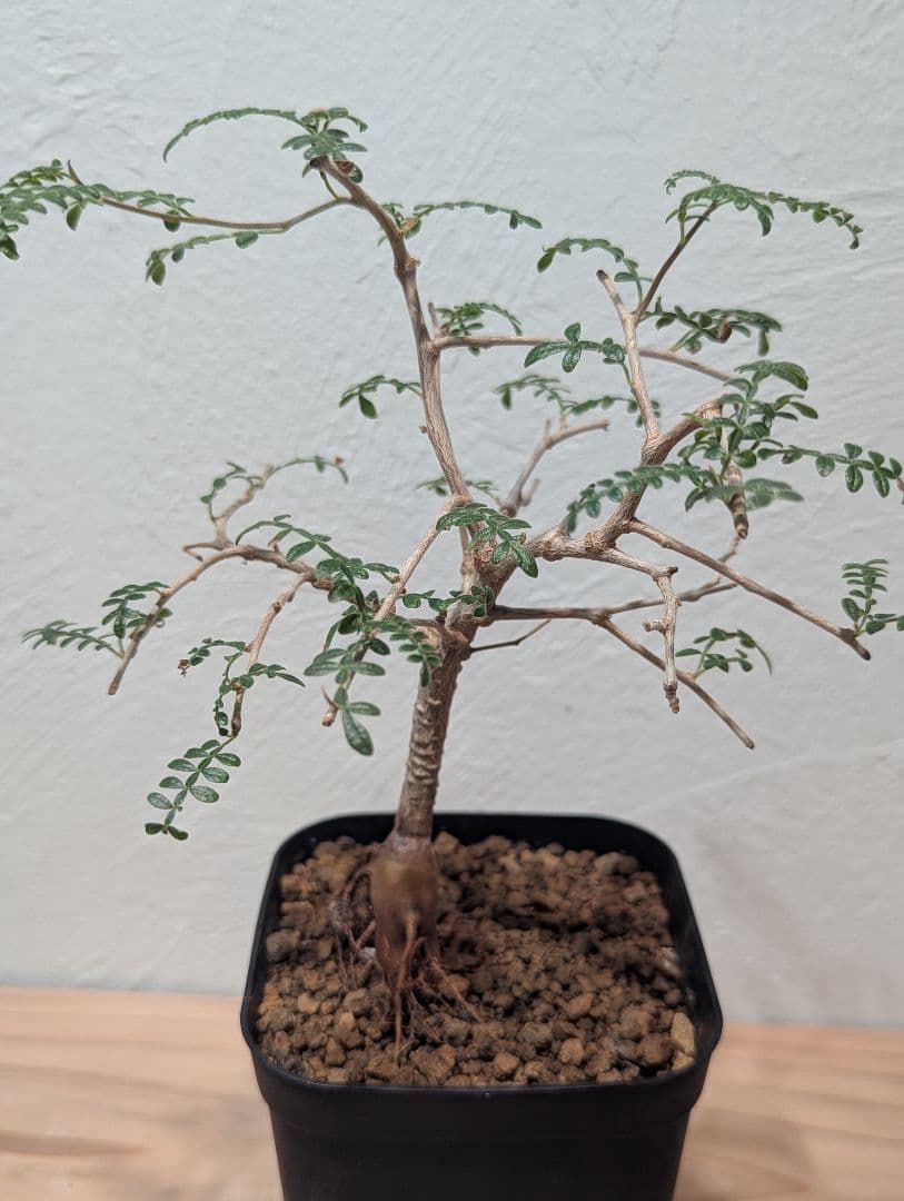 オペルクリカリア・ヒファエノイデス② 4号鉢