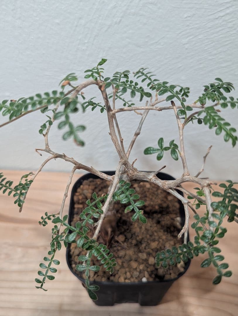 オペルクリカリア・ヒファエノイデス② 4号鉢