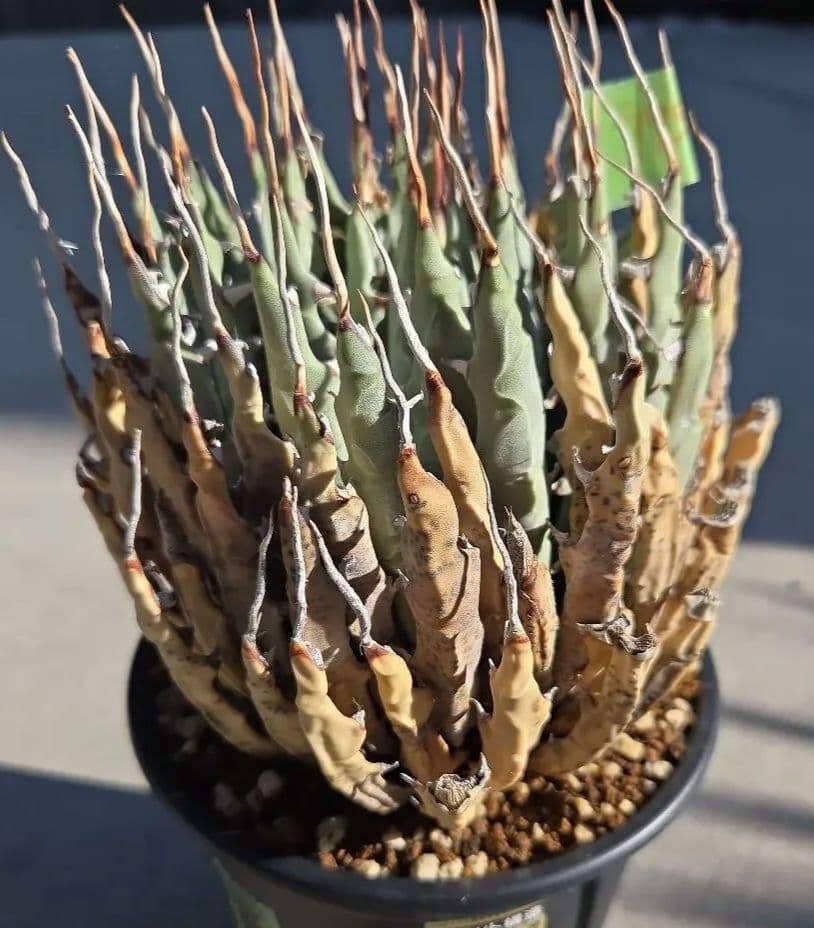 アガベ　ユタエンシス　エボリスピナ　陽炎　発根済