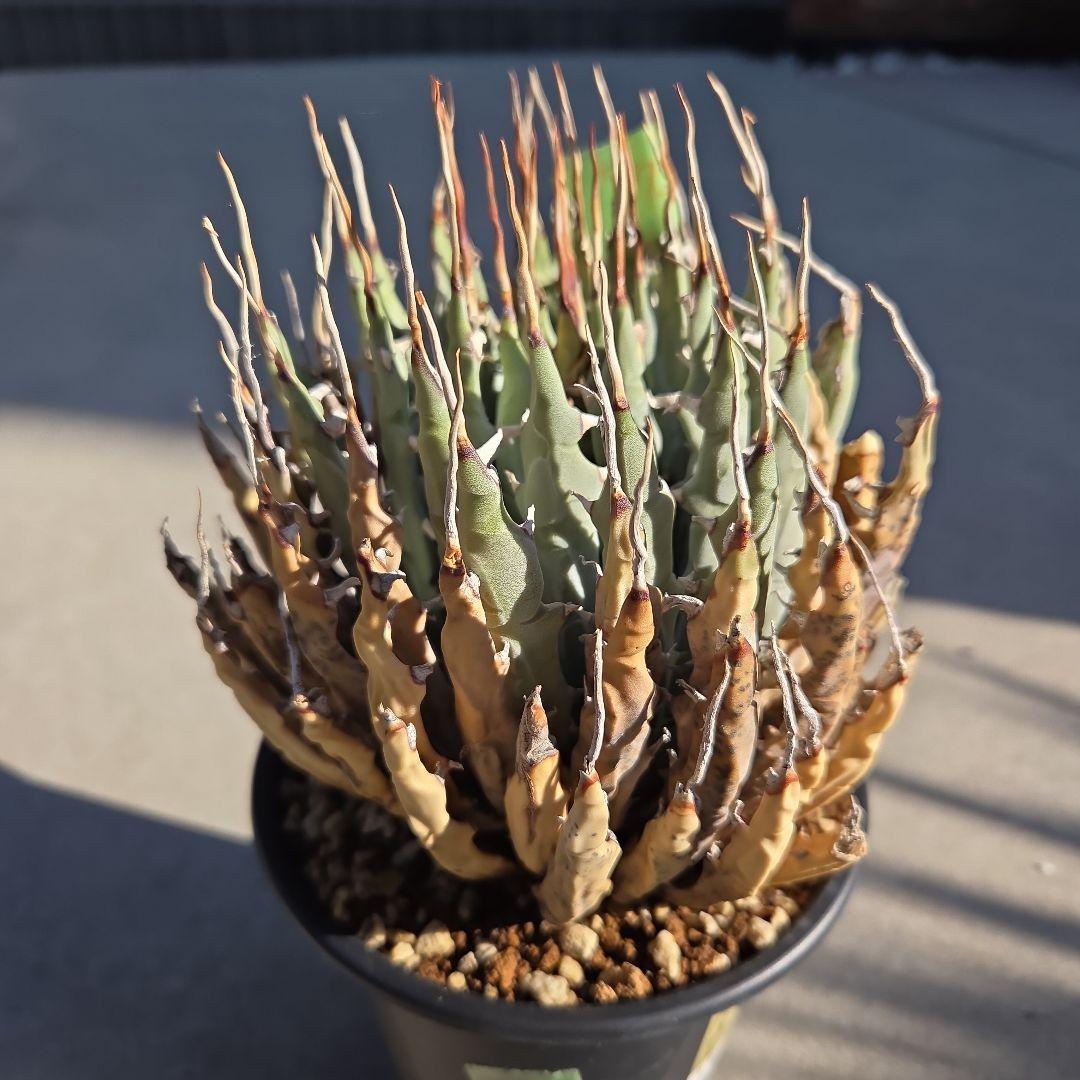 アガベ　ユタエンシス　エボリスピナ　陽炎　発根済