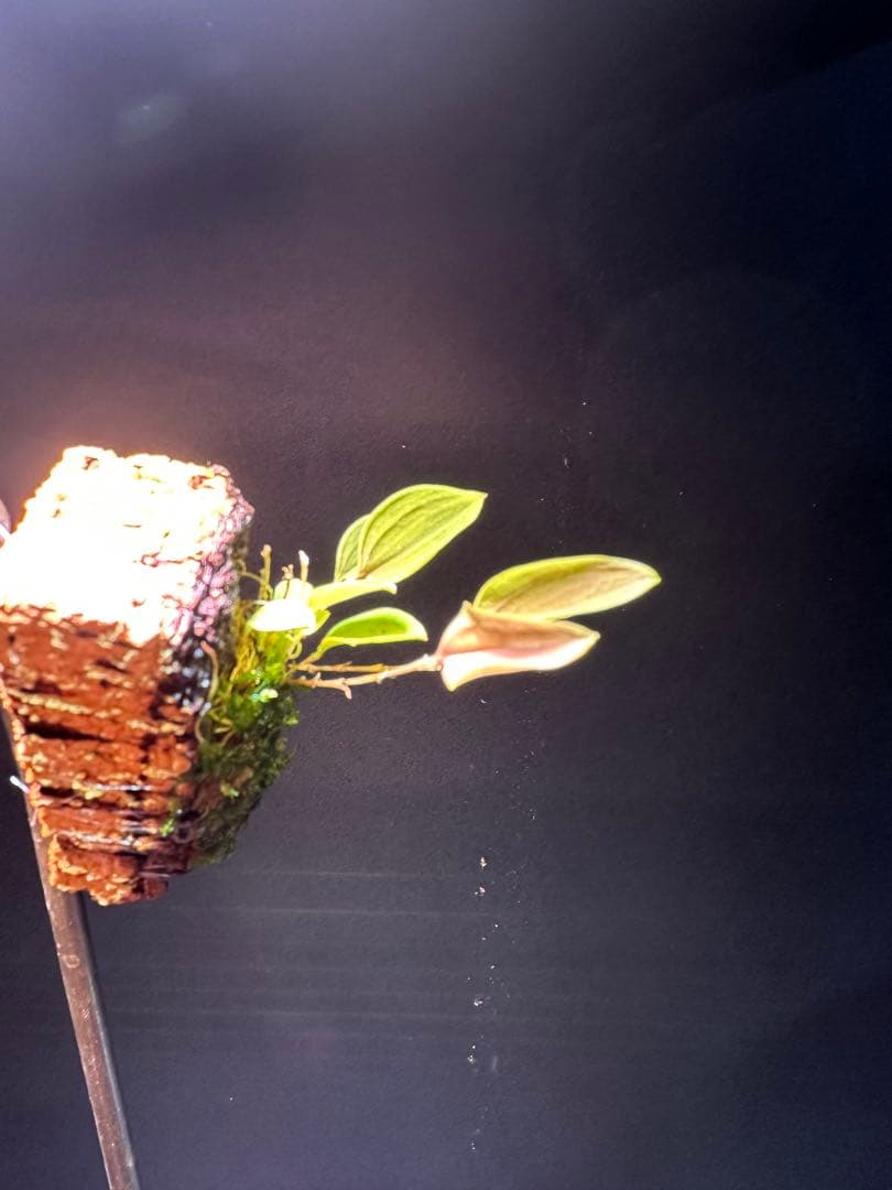 lepanthes lucifer レア種　南米小型着生ランレパンテスミニチュア