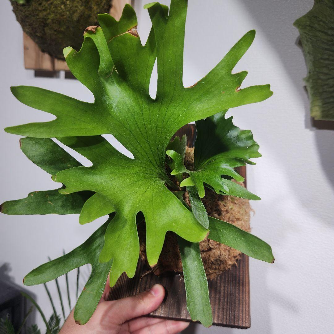 ビカクシダ P.Coronarium'Thin thin' F2