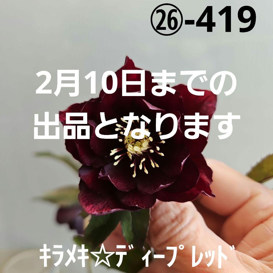 ㉖-419クリスマスローズ