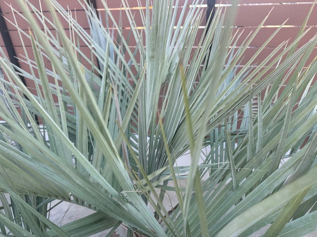 【超極強最強】シルバーリーフ ココスヤシ ブラヘア アルマータ