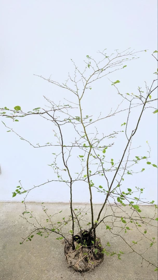秀。。山採りアオハダ。