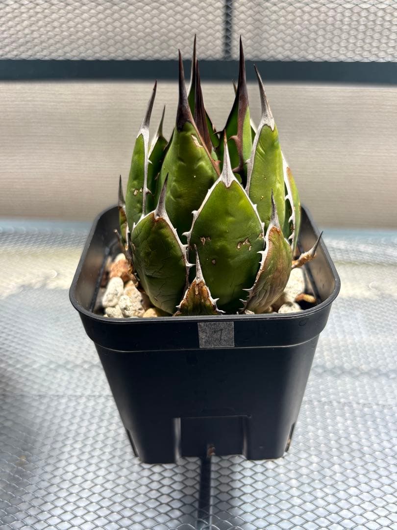 激レア高級品種 アガベ　ホリダ horrida 極上強棘 狂刺 極上株　⑦