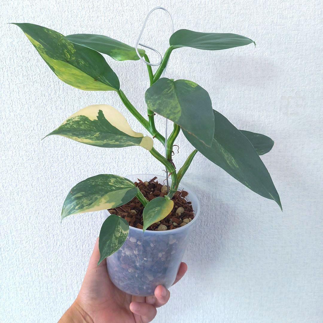 超希少 フィロデンドロン　シルバーソード斑入 (ハスタータム斑入)