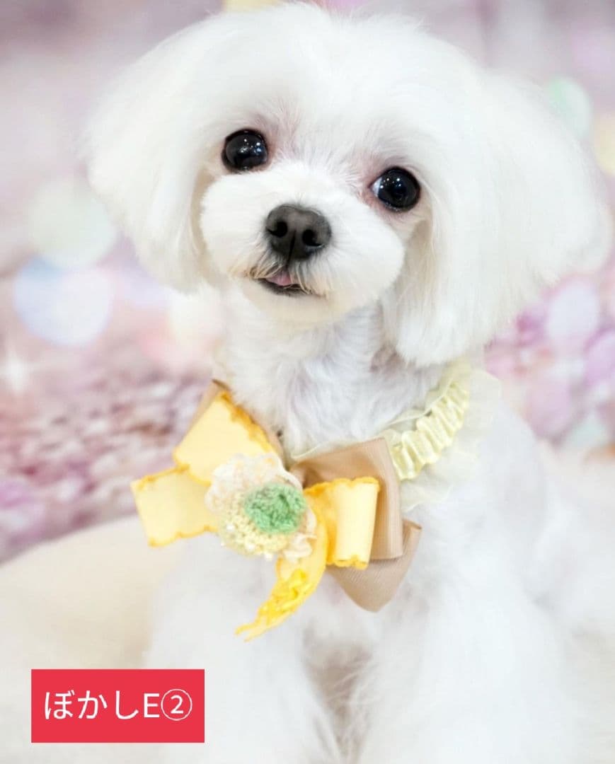 背景布　ハロウィンK①　パーティー、ペット、キッズ、ドール撮影用