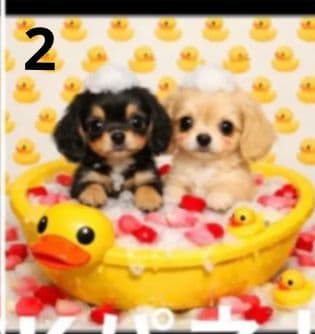 オーダーページ　258 ハンカチ　アヒル風呂わんこ柄　1/15　ハンドメイド