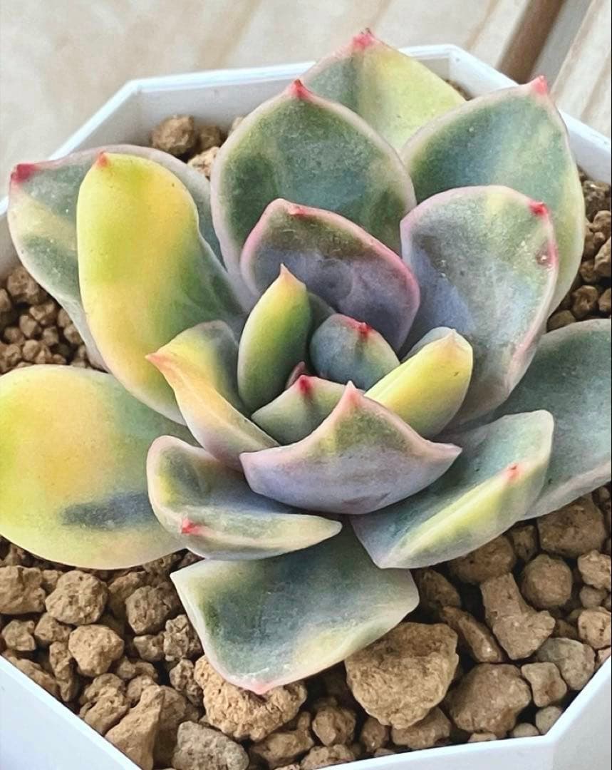 専用　多肉植物　リヤド錦　カット