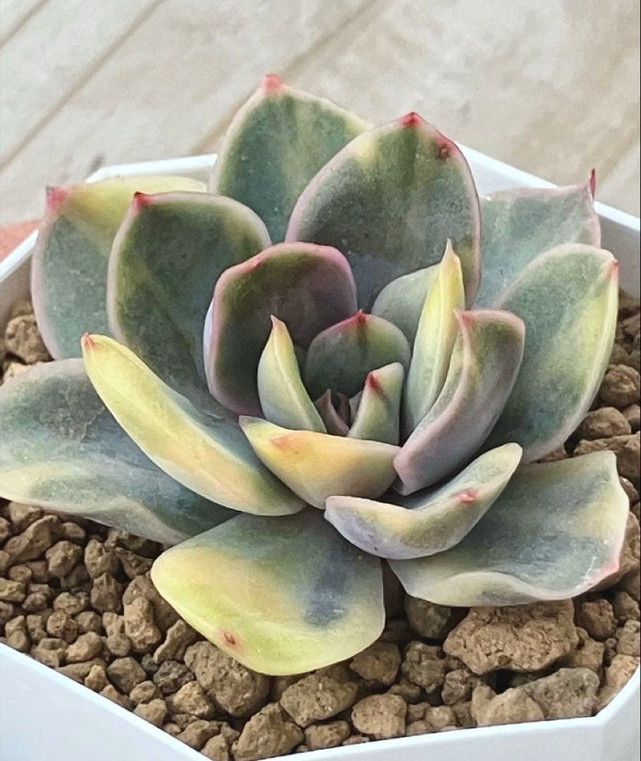 専用　多肉植物　リヤド錦　カット