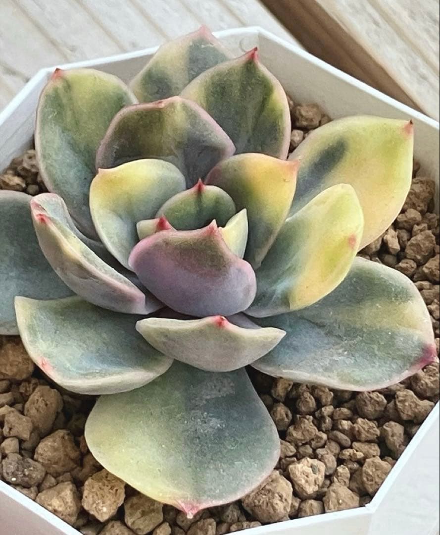 専用　多肉植物　リヤド錦　カット