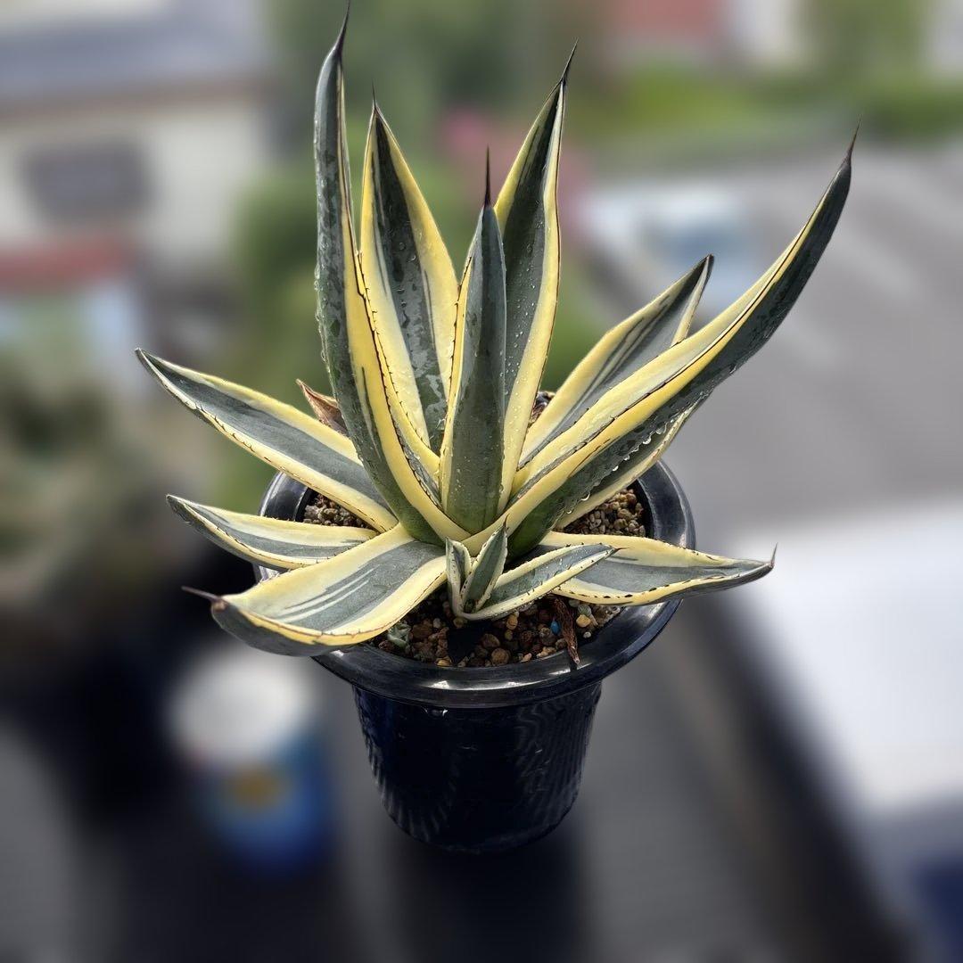 特大株　グレートホワイトシャーク　仔株3芽付