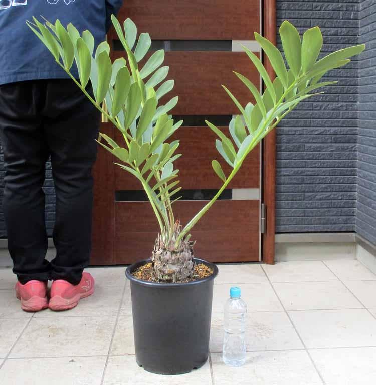 【現品】良株　ザミア(メキシコソテツ・メキシコ蘇鉄・ザミアソテツ)9号　A9番