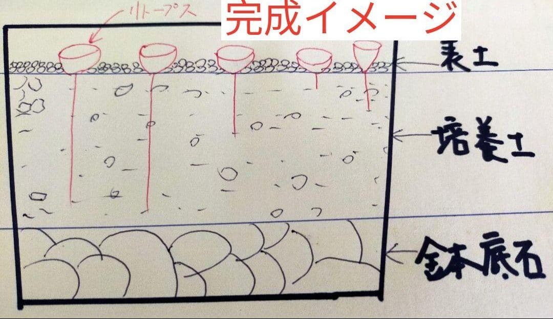 多肉植物リトープス/コノフィツム　大津絵　カラフルセット　土なし　S29