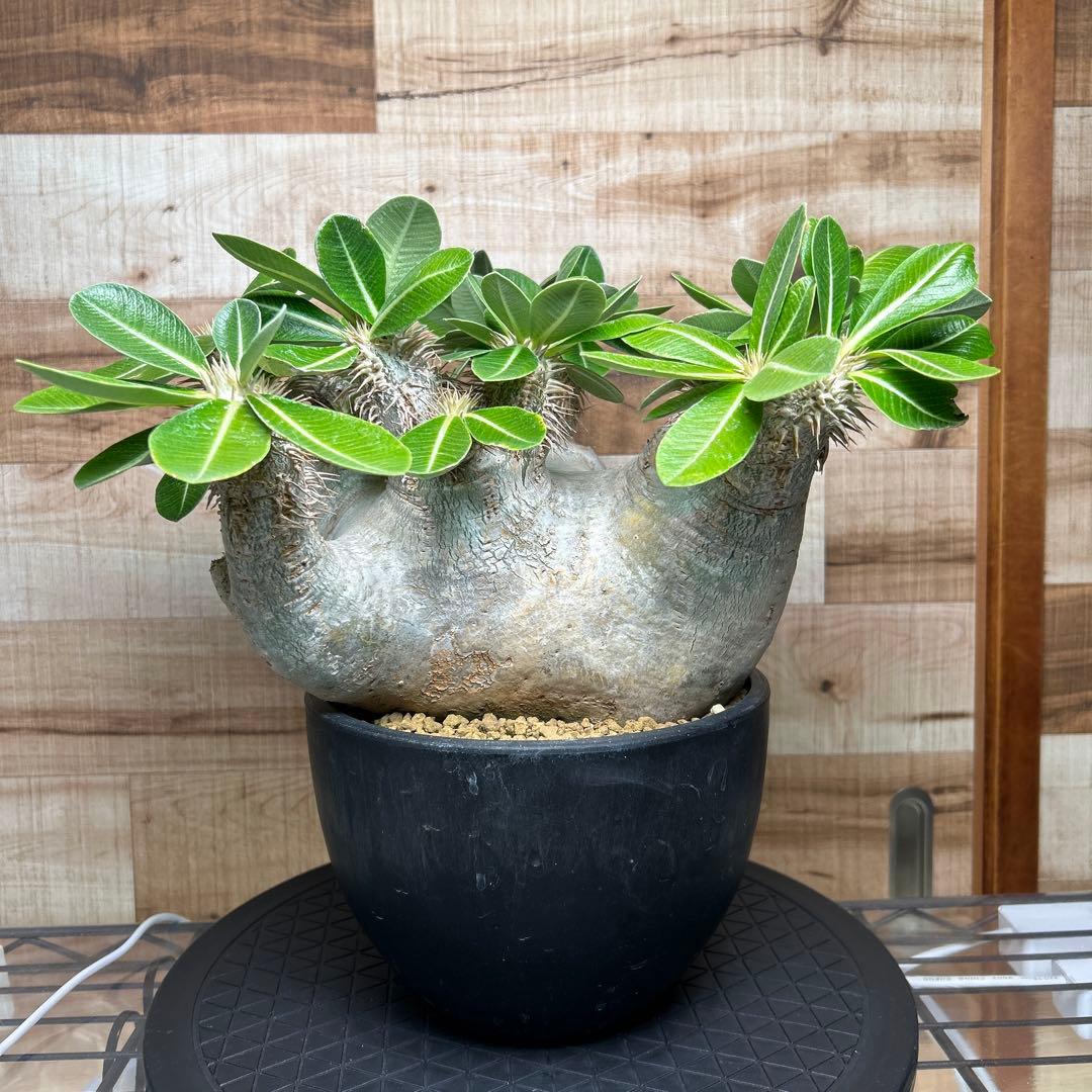 パキポディウム エブレネウム