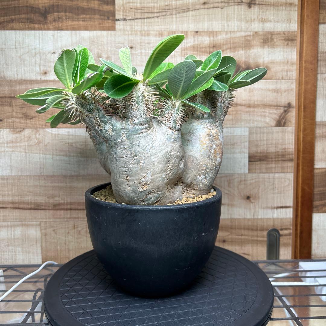 パキポディウム エブレネウム