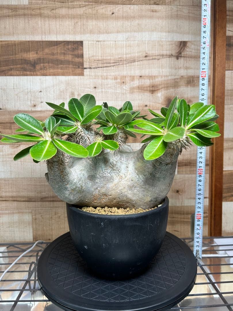 パキポディウム エブレネウム