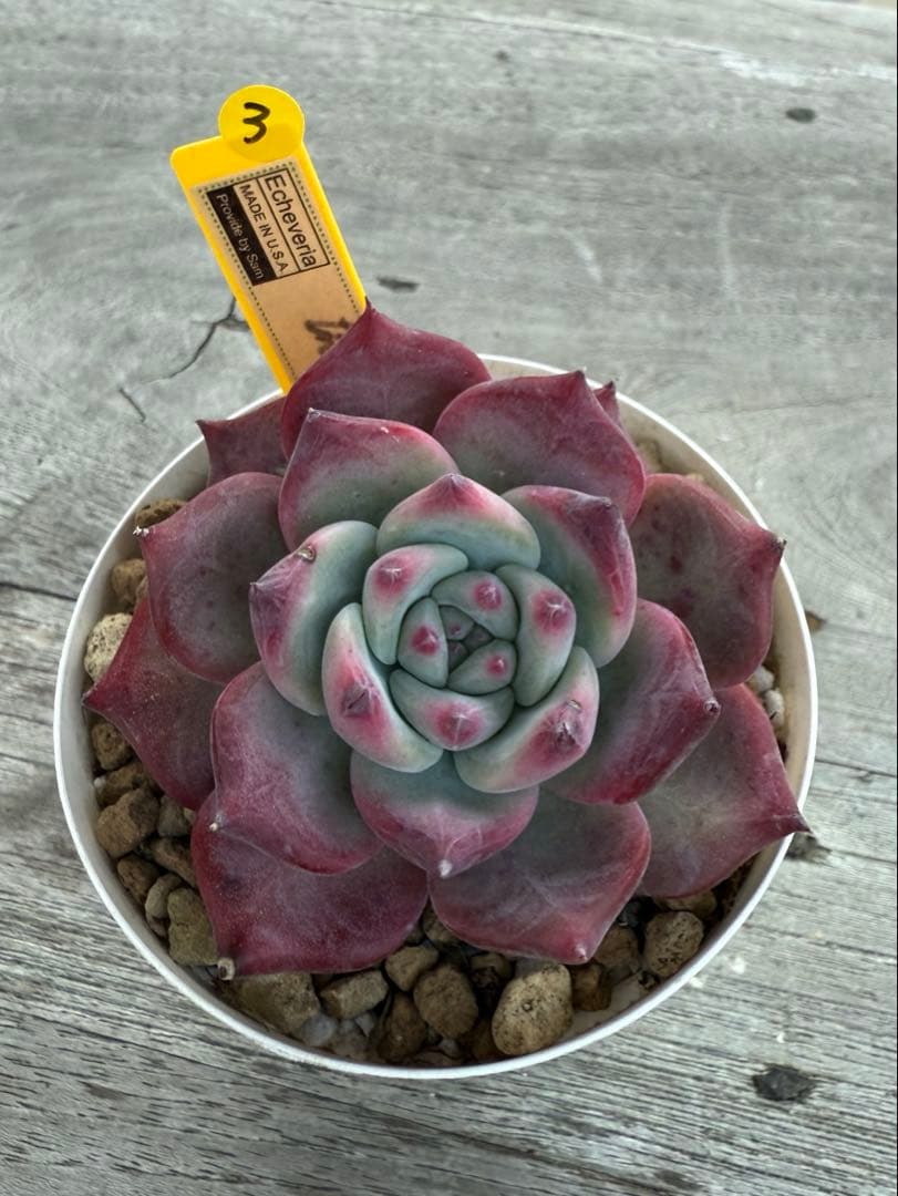 3 希少 リンゼアナNo.3 丸葉タイプ　カリフォルニア輸入