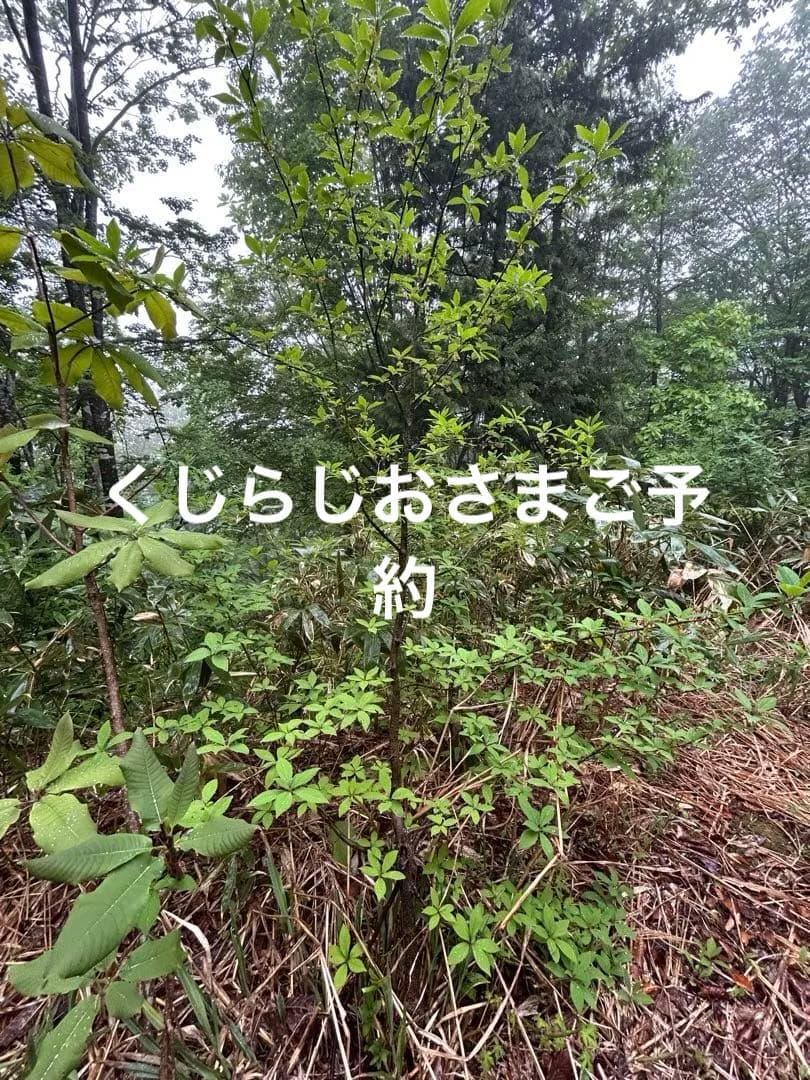 天然クロモジ　苗木　350cm