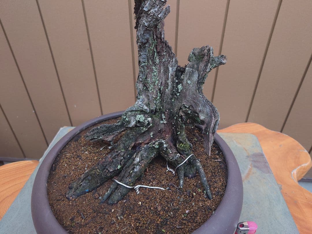 盆栽　野梅　樹高60cm