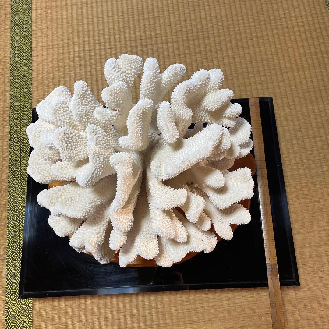白珊瑚の置き物
