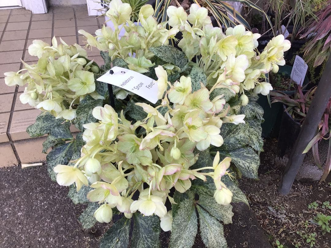 ① 定価の5000円引きでの販売‼︎ 5年物のクリスマスローズ・スノーフィーバー