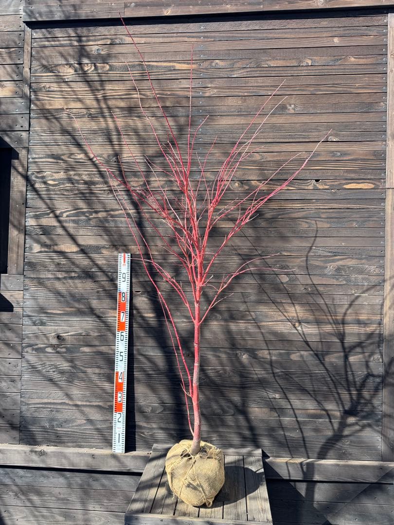 モミジ/サンゴカク（珊瑚閣 ）【現品発送】管理80036