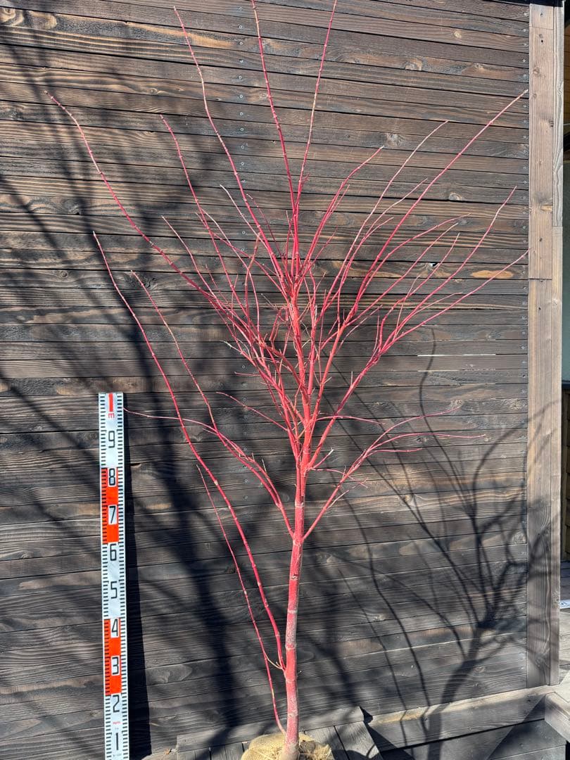 モミジ/サンゴカク（珊瑚閣 ）【現品発送】管理80036