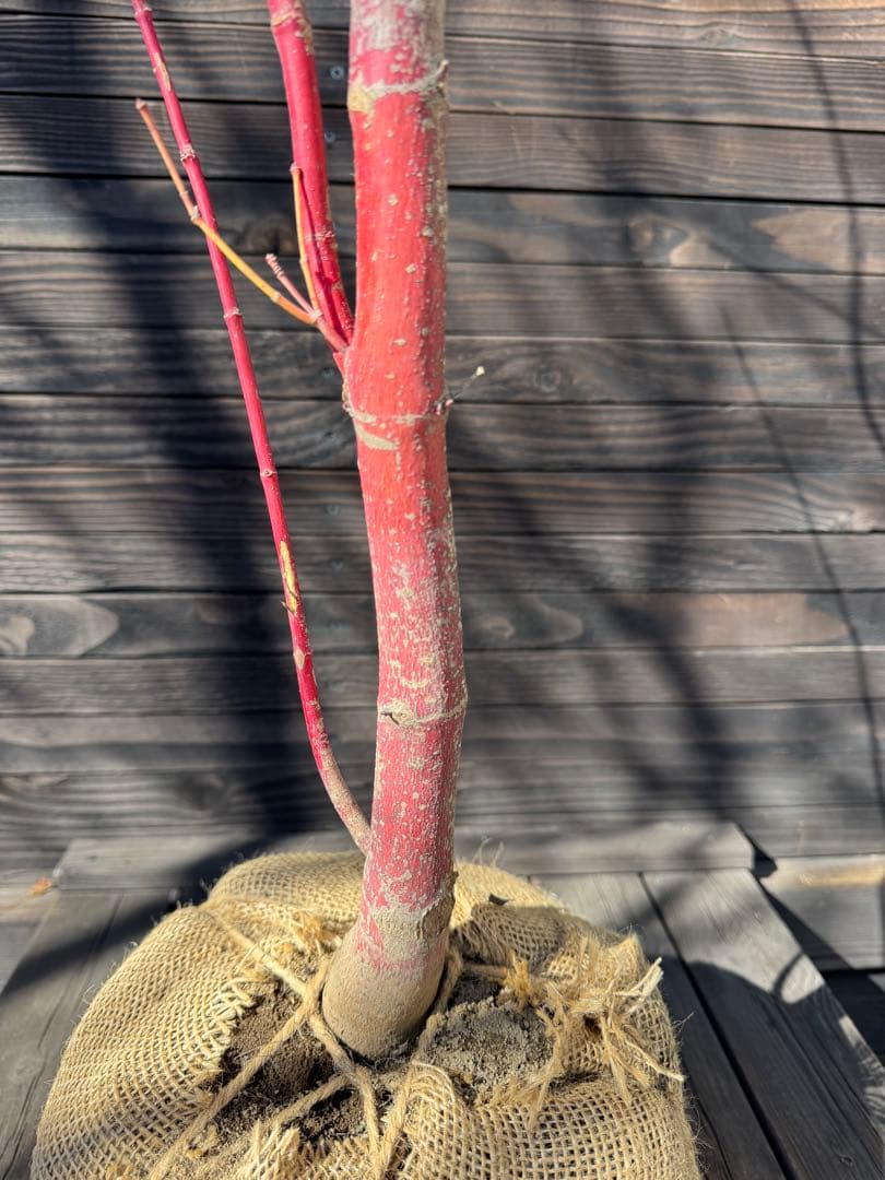 モミジ/サンゴカク（珊瑚閣 ）【現品発送】管理80036